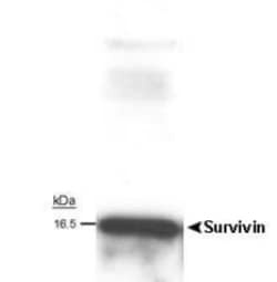 Survivin Antibody (60.11) - BSA Free, Novus Biologicals 0.1mL; Unlabeled:Antibodies,