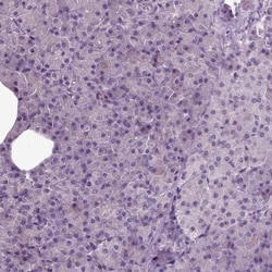 SynGAP Antibody, Novus Biologicals 0.1mL; Unlabeled:Antibodies, Polyclonal