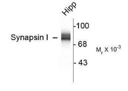 Synapsin I Antibody, Novus Biologicals 100 ul; Unlabeled:Antibodies, Polyclonal