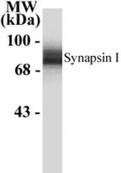 Synapsin I Antibody, Novus Biologicals 100 ul; Unlabeled:Antibodies, Polyclonal