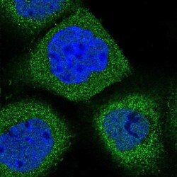 Synaptogyrin 1 Antibody, Novus Biologicals 0.1mL; Unlabeled:Antibodies,