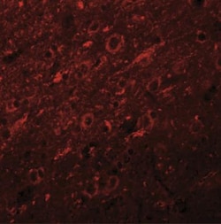 Synaptogyrin 2 Antibody - BSA Free, Novus Biologicals:Antibodies:Primary