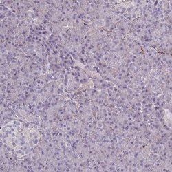 Synaptogyrin 3 Antibody, Novus Biologicals 0.1mL; Unlabeled:Antibodies