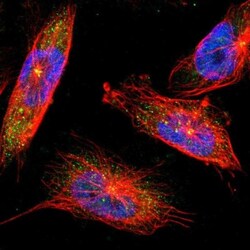 Synaptojanin 1 Antibody, Novus Biologicals:Antibodies:Primary Antibodies