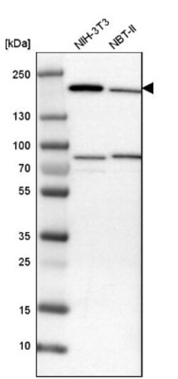 Synaptojanin 1 Antibody, Novus Biologicals:Antibodies:Primary Antibodies