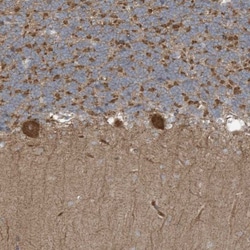 Synaptojanin 2 Antibody, Novus Biologicals 0.1mL; Unlabeled:Antibodies,