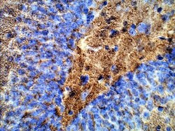 Synaptophysin Antibody, Novus Biologicals 0.025mg; Unlabeled:Antibodies,