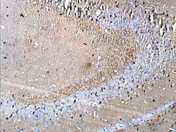 Synaptophysin Antibody, Novus Biologicals 0.025mg; Unlabeled:Antibodies,