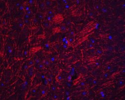 Synaptopodin Antibody - BSA Free, Novus Biologicals 0.1mg; Unlabeled:Antibodies,