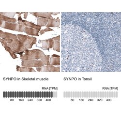 Synaptopodin Antibody, Novus Biologicals:Antibodies:Primary Antibodies