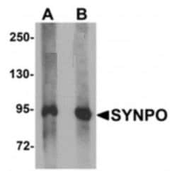 Synaptopodin Antibody - BSA Free, Novus Biologicals 0.1mg; Unlabeled:Antibodies,