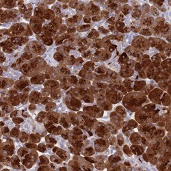 Syncollin Antibody, Novus Biologicals:Antibodies:Primary Antibodies