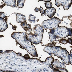 Syndecan-1/CD138 Antibody, Novus Biologicals 0.1mL; Unlabeled:Antibodies,