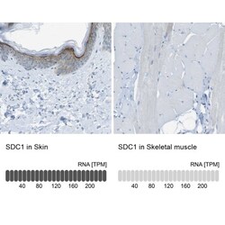 Syndecan-1/CD138 Antibody, Novus Biologicals 0.1mL; Unlabeled:Antibodies,