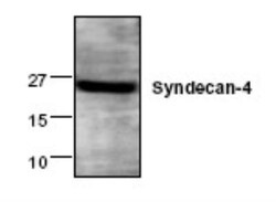 Syndecan-4 Antibody, Novus Biologicals:Antibodies:Primary Antibodies