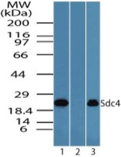 Syndecan-4 Antibody, Novus Biologicals:Antibodies:Primary Antibodies