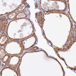 Syntaxin 12 Antibody, Novus Biologicals 0.1mL; Unlabeled:Antibodies, Polyclonal
