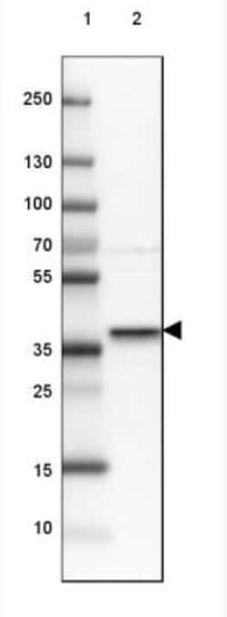 Syntaxin 16 Antibody, Novus Biologicals:Antibodies:Primary Antibodies