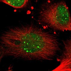 DPEP1 Antibody, Novus Biologicals:Antibodies:Primary Antibodies