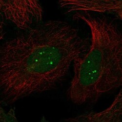 DPEP1 Antibody, Novus Biologicals:Antibodies:Primary Antibodies
