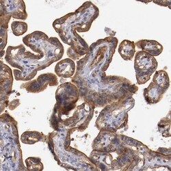 DPEP1 Antibody, Novus Biologicals:Antibodies:Primary Antibodies