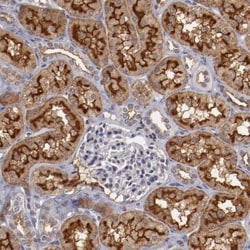 DPEP1 Antibody, Novus Biologicals:Antibodies:Primary Antibodies