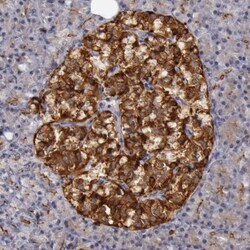 DPEP1 Antibody, Novus Biologicals:Antibodies:Primary Antibodies