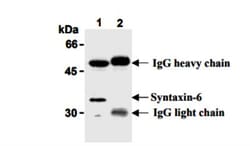 Mouse anti-Syntaxin 6, Clone: 3D10, Novus Biologicals 0.05mg; Unlabeled:Antibodies,