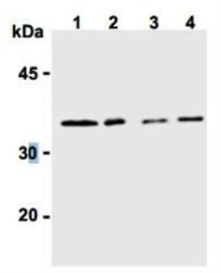 Mouse anti-Syntaxin 6, Clone: 3D10, Novus Biologicals 0.05mg; Unlabeled:Antibodies,