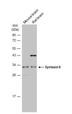 Syntaxin 6 Antibody, Novus Biologicals 0.1mL; Unlabeled:Antibodies, Polyclonal