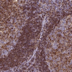 Syntaxin 7 Antibody, Novus Biologicals 25 &mu;L; Unlabeled:Antibodies,