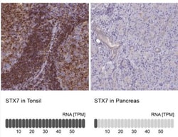 Syntaxin 7 Antibody, Novus Biologicals 25 &mu;L; Unlabeled:Antibodies,