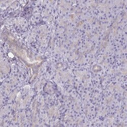 Syntaxin 7 Antibody, Novus Biologicals 25 &mu;L; Unlabeled:Antibodies,