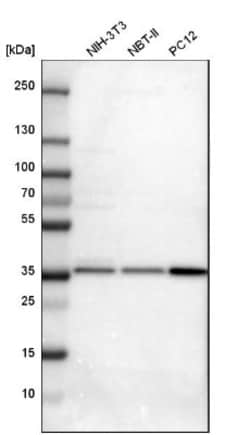 Syntaxin 7 Antibody, Novus Biologicals 25 &mu;L; Unlabeled:Antibodies,