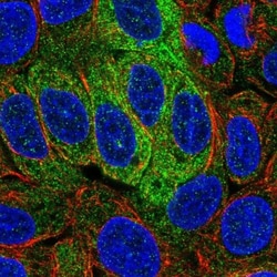 Syntaxin-BP2 Antibody, Novus Biologicals:Antibodies:Primary Antibodies