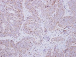 Syntaxin-BP2 Antibody, Novus Biologicals 0.1mL; Unlabeled:Antibodies, Polyclonal