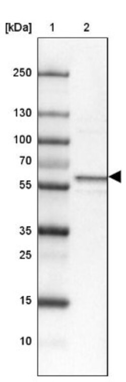 Syntaxin Binding Protein 4 Antibody, Novus Biologicals 25 &mu;L, Unlabeled:Antibodies,