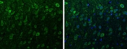 anti-Synuclein-alpha, Polyclonal, Novus Biologicals 0.1mL; Unlabeled:Antibodies,