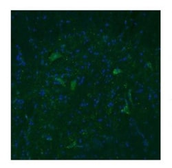 TAAR5 Antibody, Novus Biologicals 100&mu;L; Unlabeled:Antibodies, Polyclonal