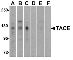 TACE/ADAM17 Antibody - BSA Free, Novus Biologicals:Antibodies:Primary Antibodies