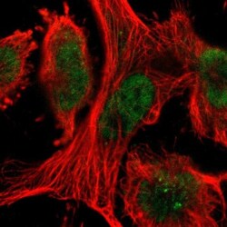 TAF10 Antibody, Novus Biologicals 0.1mL; Unlabeled:Antibodies, Polyclonal