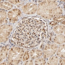 TAF10 Antibody, Novus Biologicals 0.1mL; Unlabeled:Antibodies, Polyclonal