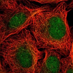 TAF148 Antibody, Novus Biologicals:Antibodies:Primary Antibodies