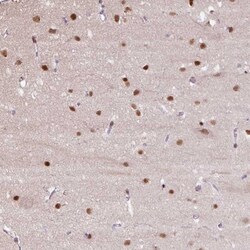 TAF148 Antibody, Novus Biologicals:Antibodies:Primary Antibodies