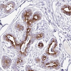 TAF1D Antibody, Novus Biologicals:Antibodies:Primary Antibodies