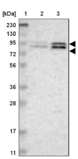 TAF5 Antibody, Novus Biologicals 0.1mL; Unlabeled:Antibodies, Polyclonal