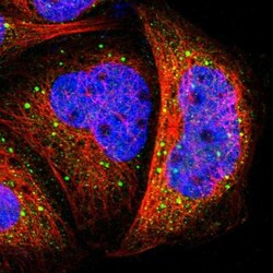 TAO Kinase 1 Antibody, Novus Biologicals:Antibodies:Primary Antibodies