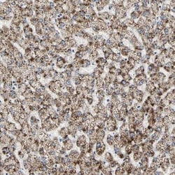 TAO Kinase 1 Antibody, Novus Biologicals:Antibodies:Primary Antibodies