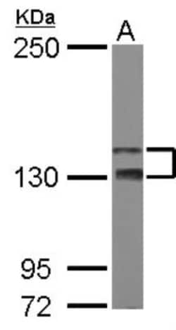TAO2 Antibody, Novus Biologicals 0.1 mL | Buy Online | Novus Biologicals | Fisher Scientific