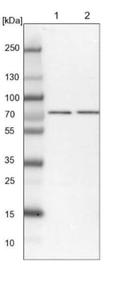 TARS2 Antibody, Novus Biologicals:Antibodies:Primary Antibodies